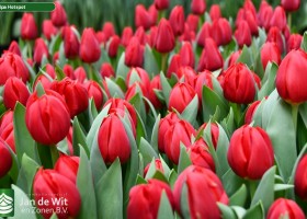 Tulipa Hotspot ® (3)